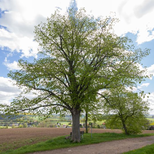 Linde bei Schellenberg
