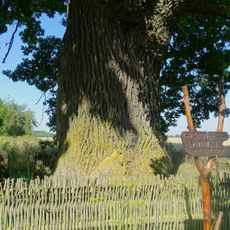 Vaineikiai tuberous oak