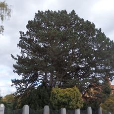 Borovice u vily Franke