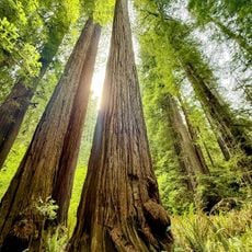 Grove of Titans