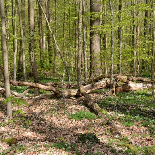 Landschaftsteil "Waldfläche Lehmwohld"