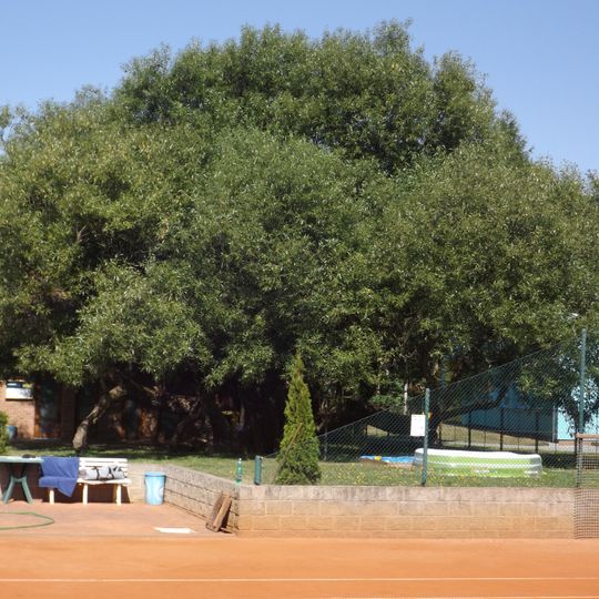 Vrba křehká pod gymnasiem na hřišti u řeky Nežárky