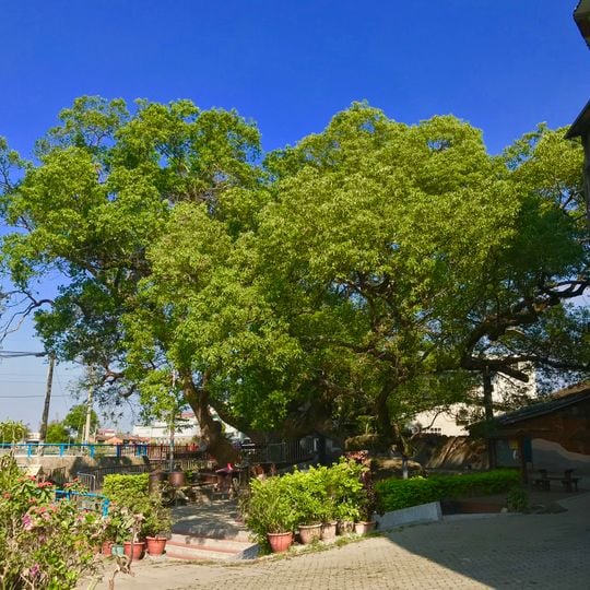 Gongguan Couple Tree