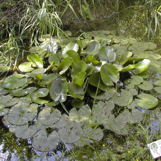 Orto botanico riserva Lago di Penne