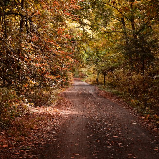 Dendrologischer Park Bazoș