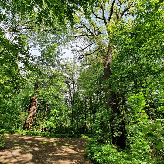 Baumgruppe Torfhäuser Gruna