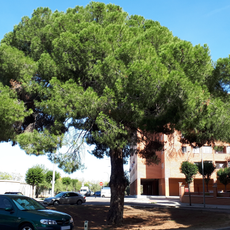 Pino piñonero del Olivar