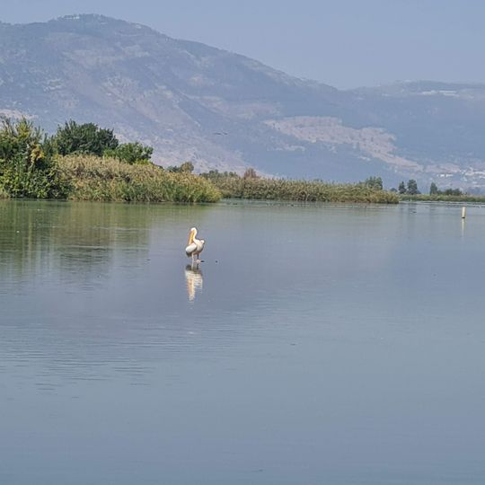 מצפור עופות המים