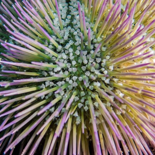 Tamoios Ecological Station