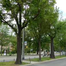 Flatter-Ulmen Sachsenplatz