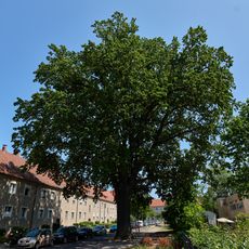 Stiel-Eiche Spießweg