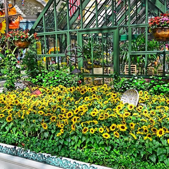 Bellagio Conservatory & Botanical Gardens