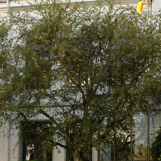 Wohnhaus Rutenstraße 21