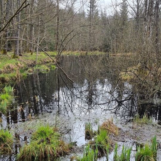 Hochmoor Wilde im Schindelwald