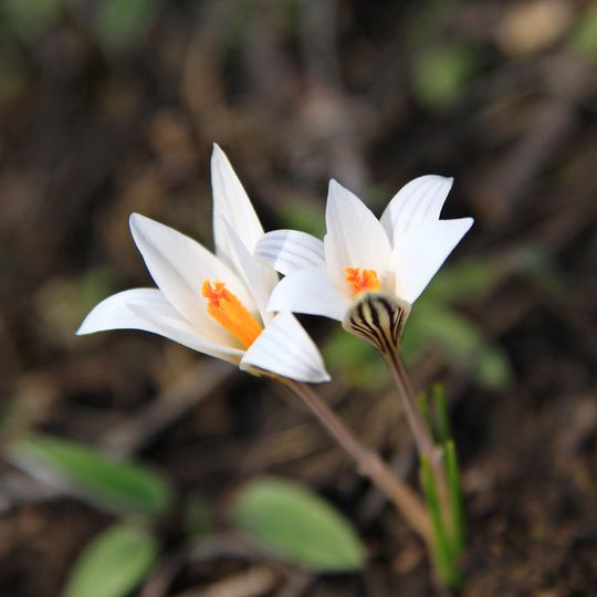 Maslivskyy sanctuary