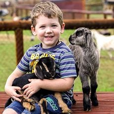 Swan Valley Cuddly Animal Farm