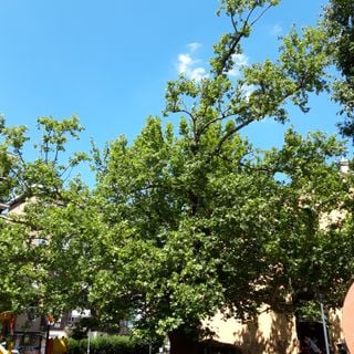 Veteran trees in Milan