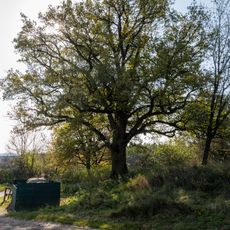 Pühlheimer Dorfeiche