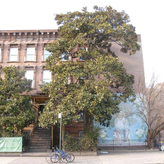 Magnolia à grandes fleurs