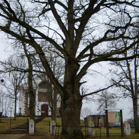 Kiaunorių ąžuolas