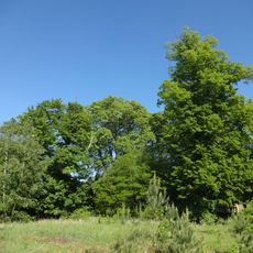 Winterlinde auf dem Grundstück des ehemaligen Kulturhauses