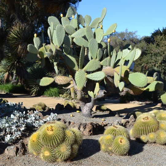 Arizona Cactus Garden