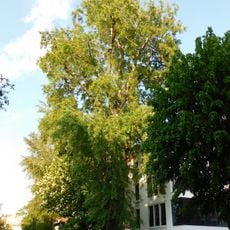 Monumental poplar at Pułaskiego Street in Sopot