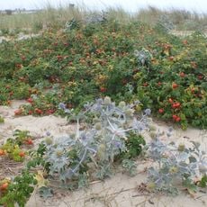 Mechelińskie Łąki Nature Reserve
