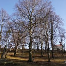 Památný buk lesní červenolistý v Komenského ulici