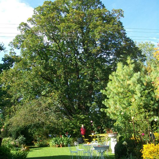 1 Linde "Uhlandlinde"