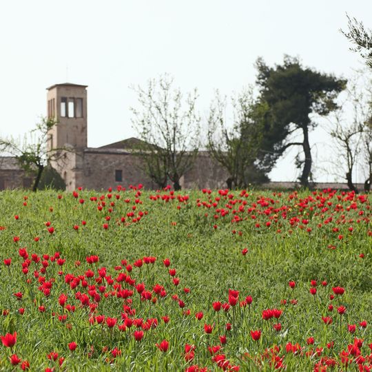 I Tulipani Di Madonna Dell'olio