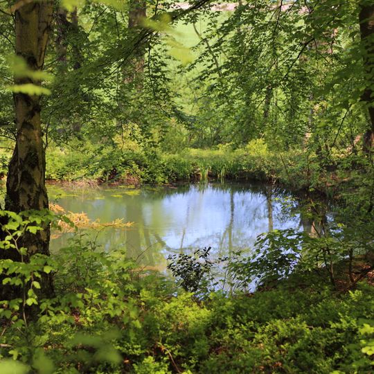 NSG Muehlenteich bei Visse