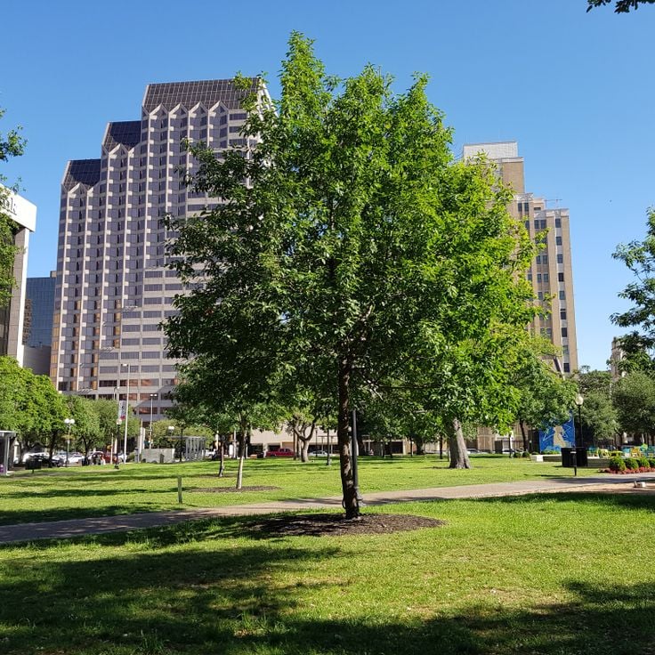 Parc Travis