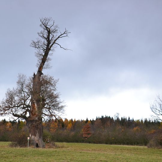 Dub v Podbořanském Rohozci