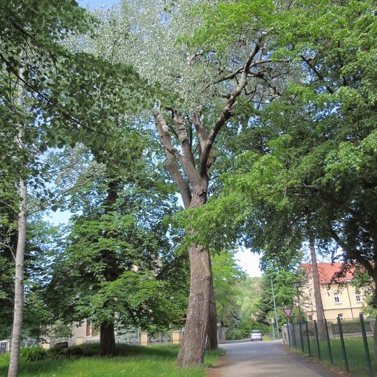 Silber-Pappel an der Hauptstraße 54