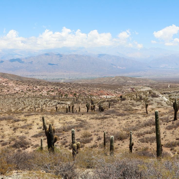 Nationaal Park Los Cardones