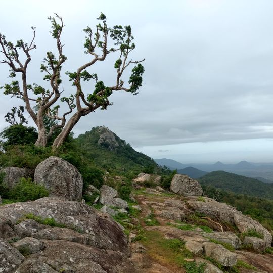 Biligiri Rangaswamy Temple Wildlife Sanctuary
