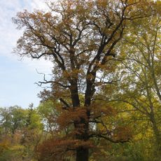 Památné stromy v Sokolnické oboře