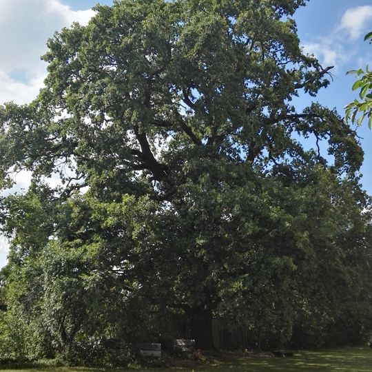 Naturdenkmal Stieleiche Kirchhof, 15 m westlich der Kirche in Kroppen