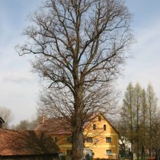 Lípa u Čmuchálků (Krásný Les)