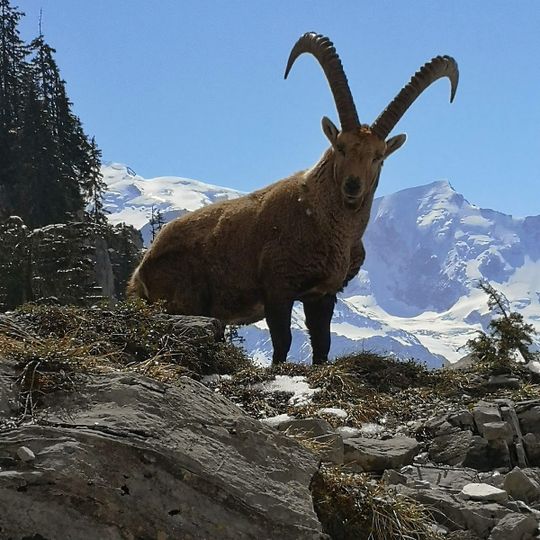 Chemin du Désert de Platé