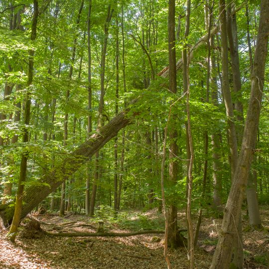Naturwaldreservat Stachel