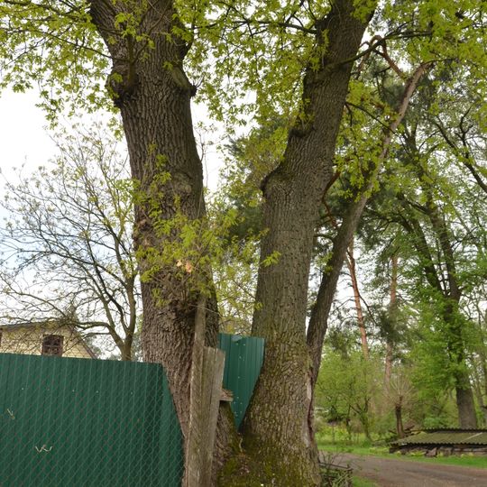 Таценківські дуби-велетні