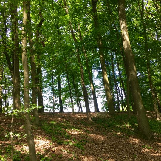 Hirschkäfervorkommen bei Kleinseebach