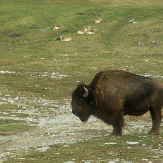 Akiyoshidai Safari Land