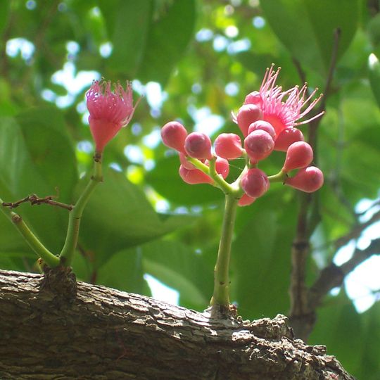 Jardín Botánico Regional de la Costa Norte