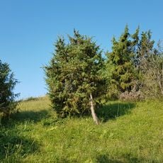 Küchenschellenstandort im Gewann Mittleres Tal
