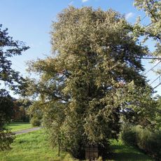 Lípy popravených vlastenců (Poličná)