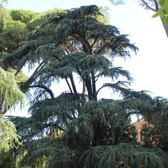 Cedro del Libano