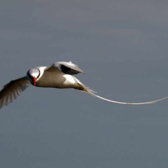 Îlets De Sainte-Anne
